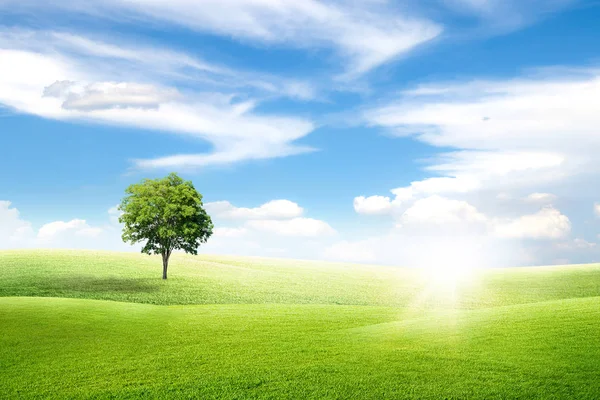 Beautiful Landscape View Alone Green Tree Grass Natural Meadow Field Royalty Free Stock Images