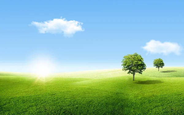 Schöne Landschaft Blick Auf Allein Grünen Baum Mit Gras Natürliche — Stockfoto