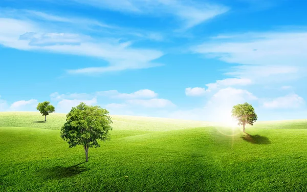 Schöne Landschaft Blick Auf Grüne Bäume Mit Gras Natürliche Wiese — Stockfoto