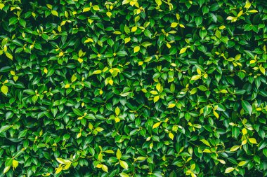 Bahçede yeşil yaprak duvar dokusu arka planı.