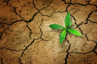 Yeşil filizlenme ağaçlarının büyümesi zemini çatlatmış..