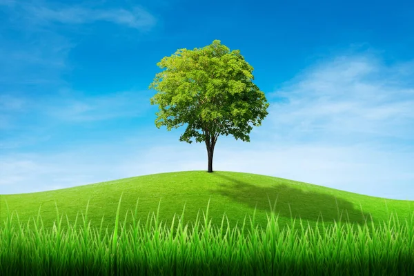 Grüner Baum Auf Graswiese Feld Und Kleiner Hügel Mit Weißen — Stockfoto