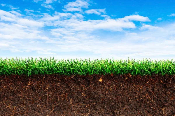 Cross section brown soil and green grass in underground with blue sky in background.