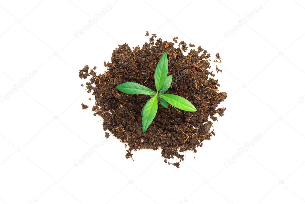Green sprout tree growth thru brown soil from top view isolated on white background.