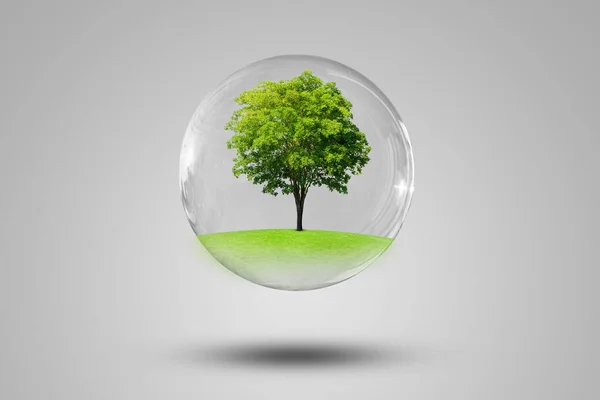 Ecología Concepto Ambiental Green Tree Growth Thru Grass Meadow Field —  Fotos de Stock