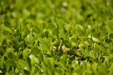 Farklı bir bakış açısıyla yeşil yapraklar