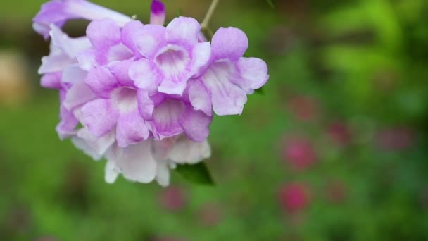 Close View White Pink Flower Selective Focus Flower Out Focus — Stock Video