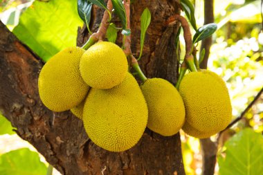  Jack meyve ağacı üzerinde