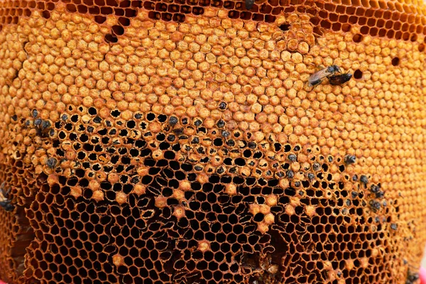 Vista Cerca Las Abejas Que Trabajan Las Celdas Miel —  Fotos de Stock