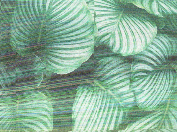 Bruit Glitch Plantes Vidéo Erreur Dommages Texture — Photo