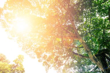 Yeşil Orman ağaçları ile güneş ışığı arka plan