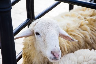 Koyun çiftliğinde kapatın 