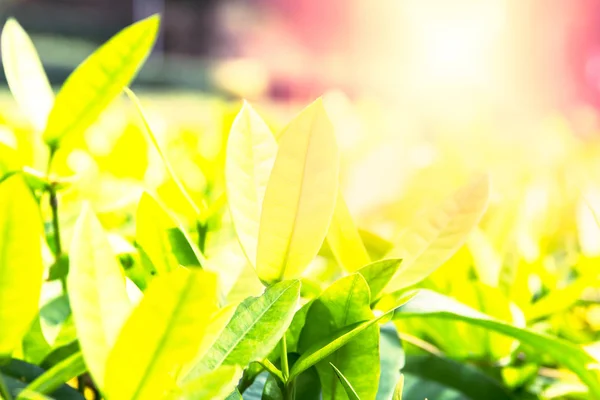 Close Green Leaf Background — Stock Photo, Image