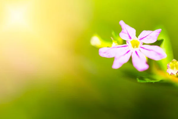 Frühlingsblumen Makro Aus Nächster Nähe — Stockfoto