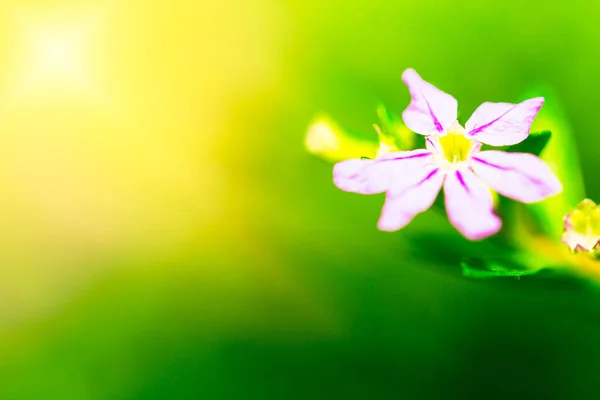 Frühlingsblumen Makro Aus Nächster Nähe — Stockfoto