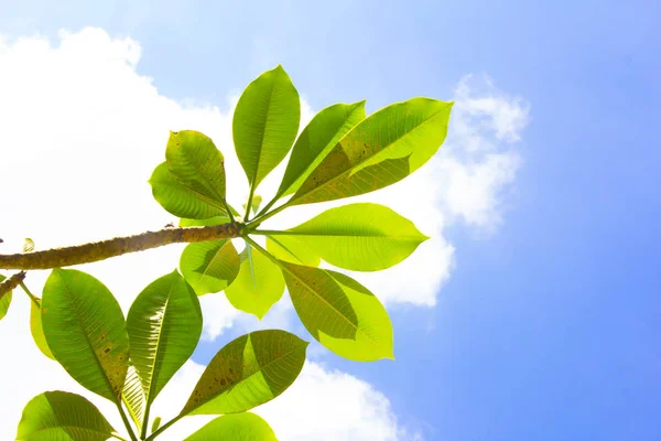 Beautiful Green Leaf Sky Background — Stock Photo, Image