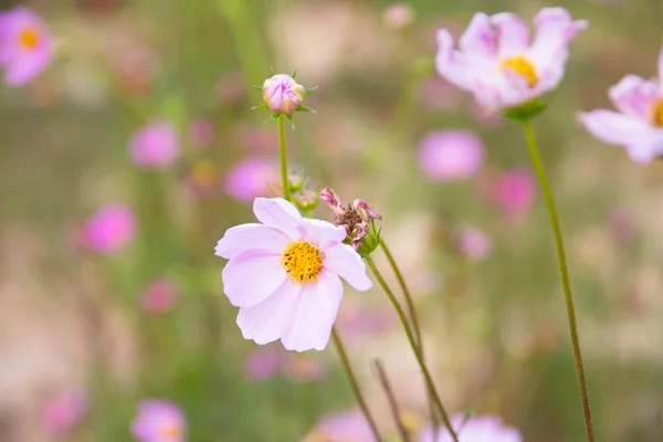 Kosmos Blume blüht auf dem Feld — Stockfoto