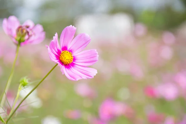 野原に咲くコスモスの花 — ストック写真