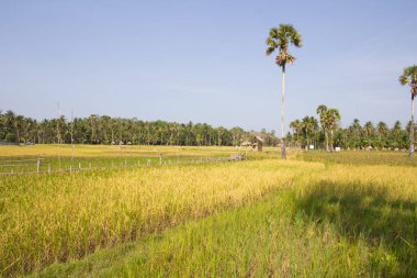 Organik çeltik tarlaları 