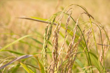 Organik çeltik pirinç