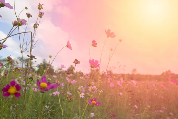 Cosmos flower blooming in the field