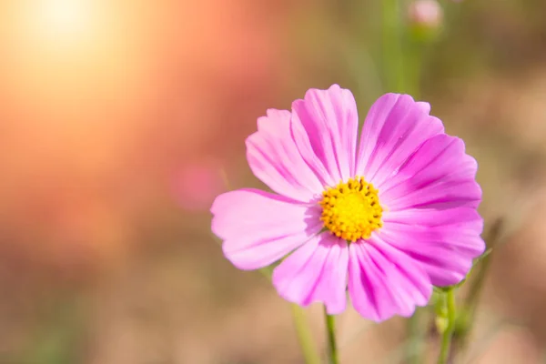 Flor del Cosmos floreciendo en el campo — Foto de Stock