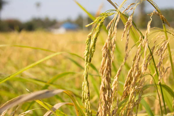 Organic paddy rice — Stock Photo, Image