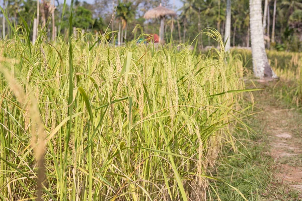 Organic paddy rice — Stock Photo, Image