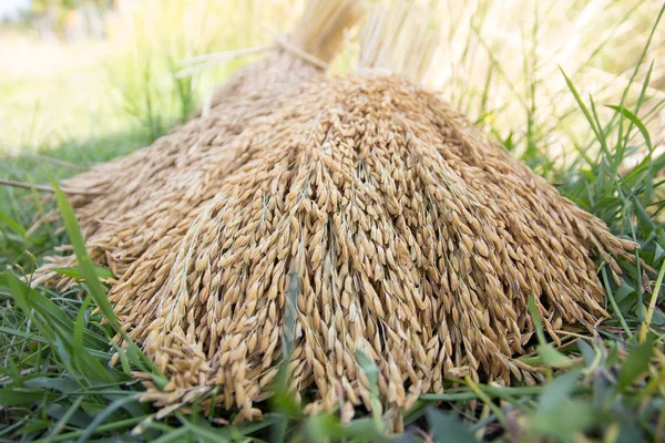 Organická neloupaná rýže — Stock fotografie
