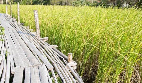 Wooden bridge amidst paddy fields — Stock Photo, Image