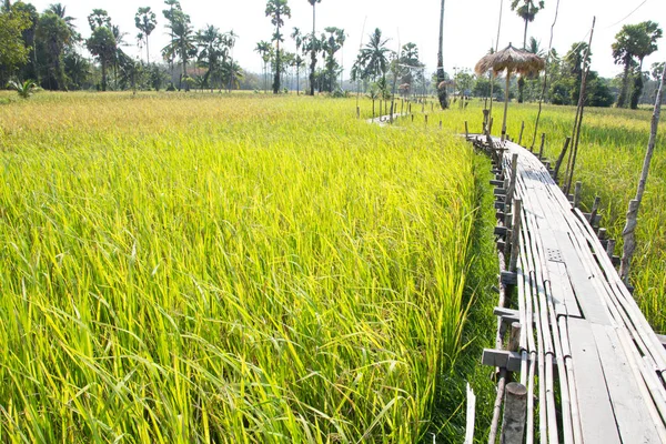 Wooden bridge amidst paddy fields — Stock Photo, Image