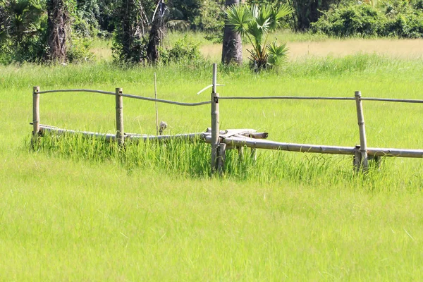 Wooden bridge amidst paddy fields — Stock Photo, Image