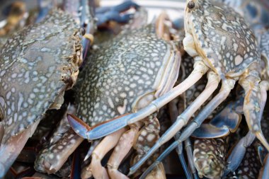 Tepside taze yengeçler