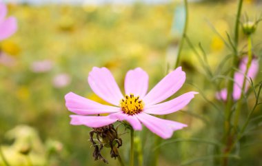 pembe cosmos çiçek çiçek açan alanında