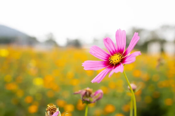 Розовый цветок космоса, цветущий в поле — стоковое фото