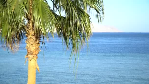 Отдых на острове. Экзотический песчаный пляж и пальма на берегу моря в солнечный день с голубым небом. Тихая летняя сцена — стоковое видео