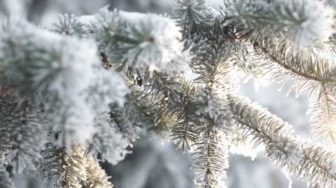 Karlı Noel Ağaçları olan köknar ağacı ormanı. Kar bir kış günü köknar ağaçlarını kapladı. Kış dönemi. Yılbaşı ormanına kar gelir.