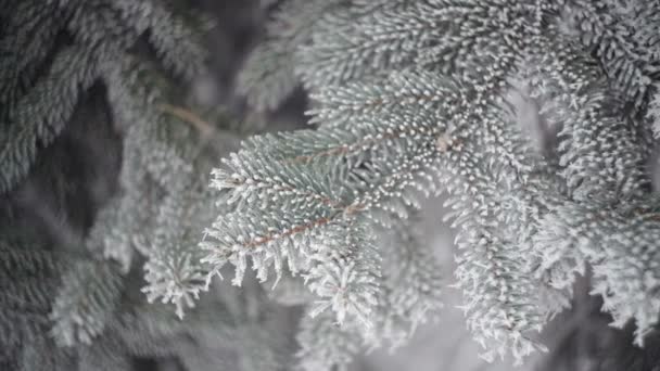 Bosque de abeto de invierno con árboles de Navidad nevados. Los abetos cubiertos de nieve en un día de invierno. Fondo de invierno. Nieve viene en el bosque de Navidad — Vídeo de stock