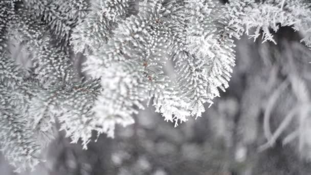 Floresta de abeto de inverno com árvores de Natal nevadas. A neve cobriu abetos em um dia de inverno. Fundo de inverno. Neve vem na floresta de Natal — Vídeo de Stock