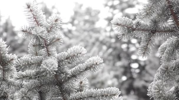 Floresta de abeto de inverno com árvores de Natal nevadas. A neve cobriu abetos em um dia de inverno. Fundo de inverno. Neve vem na floresta de Natal — Vídeo de Stock