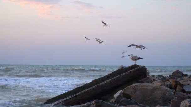 Måge flyver over vandet. Måger flyver over havet. Fugle flyver over havet. Folk fodrer fugle på flue. Fuglene flyver ved siden af skibet. – Stock-video