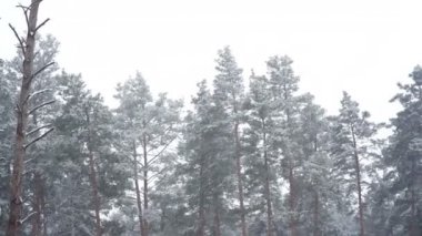 Kar yağışı orman parkta. Karla kaplı kış peyzaj park bulanık. HD video