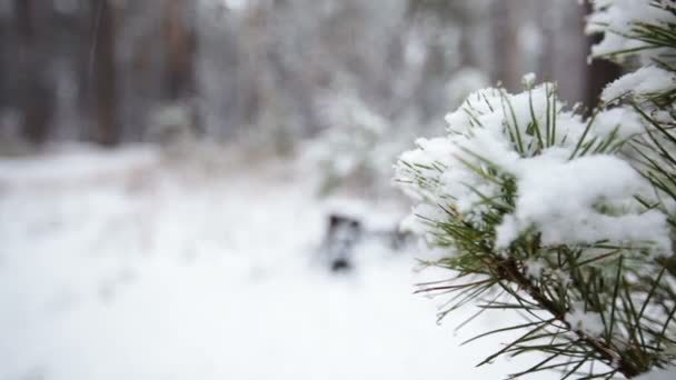 Pine filial i snö. Snöfall i forest park. Vinterlandskap i snötäckta suddig park. HD-video — Stockvideo