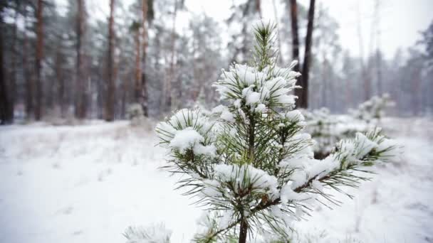 Pine branch in snow. Snowfall in the forest park. Winter landscape in snow-covered blurred park. HD video — Stock Video