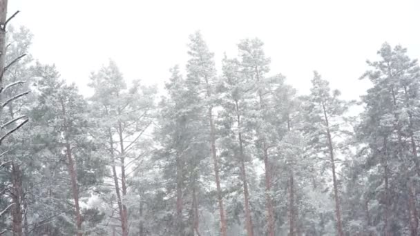 Snöfall i forest park. Vinterlandskap i snötäckta suddig park. HD-video — Stockvideo