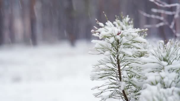 Pine branch in snow. Snowfall in the forest park. Winter landscape in snow-covered blurred park. HD video — Stock Video