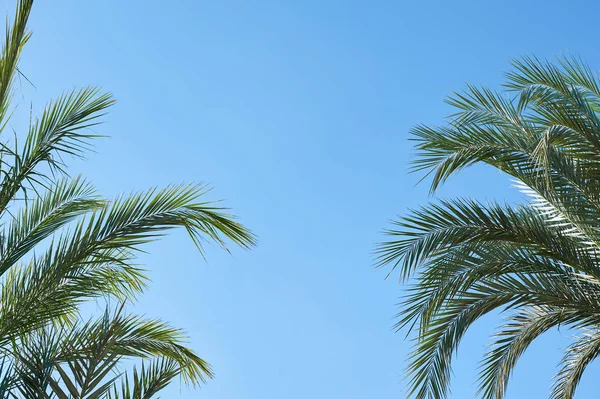 Palmy piękny przeciw błękitne niebo tekst wolna przestrzeń Projektant kopii i ochrony przeciwsłonecznej w krajach tropikalnych — Zdjęcie stockowe