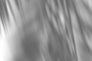 Gölgeler palmiye arka plan üzerinde beyaz bir duvar bırakır. Beyaz ve Siyah bindirme fotoğraf veya mockup için