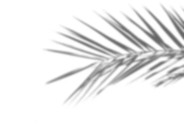 Летний абстрактный экзотический фон экзотических теней пальмовых листьев на белой стене. Белый и черный для наложения фотографии или макета — стоковое фото