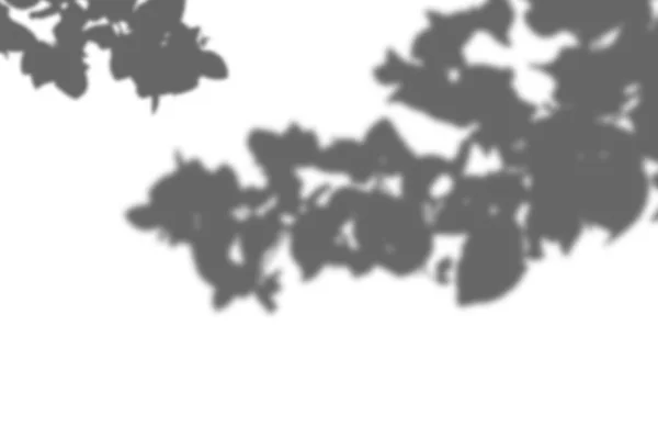 Абстрактный летний фон теней ветки листьев на белой стене. Белый и черный для наложения фотографии или макета — стоковое фото